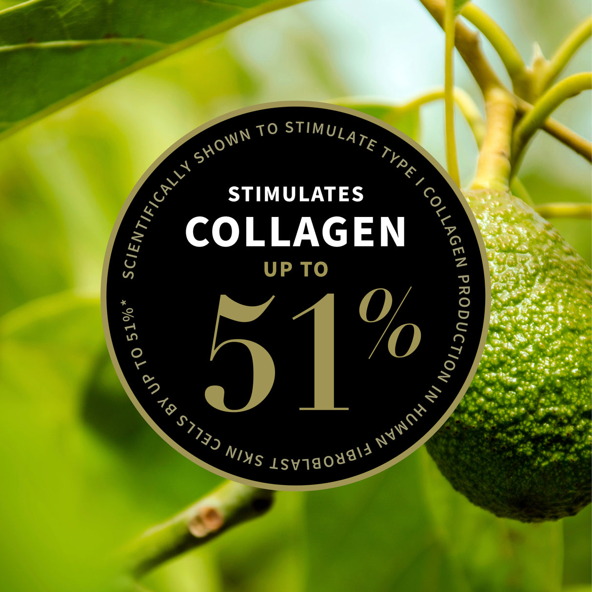 Plant based collagen 51 percent ingredient graphic Antipodes face oil