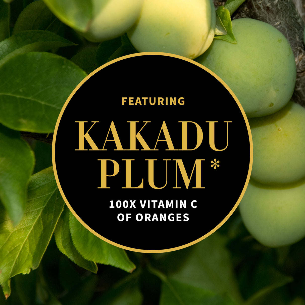 Kakadu plum vitamin C ingredient graphic Antipodes skincare