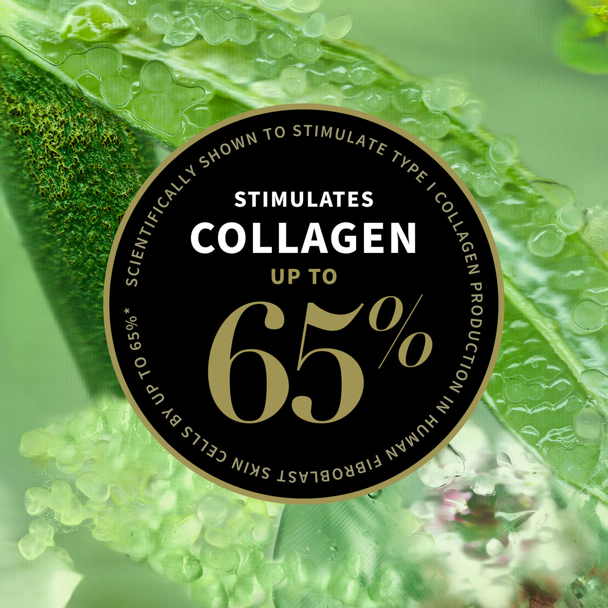 Plant based collagen 65 percent skincare claim graphic Antipodes