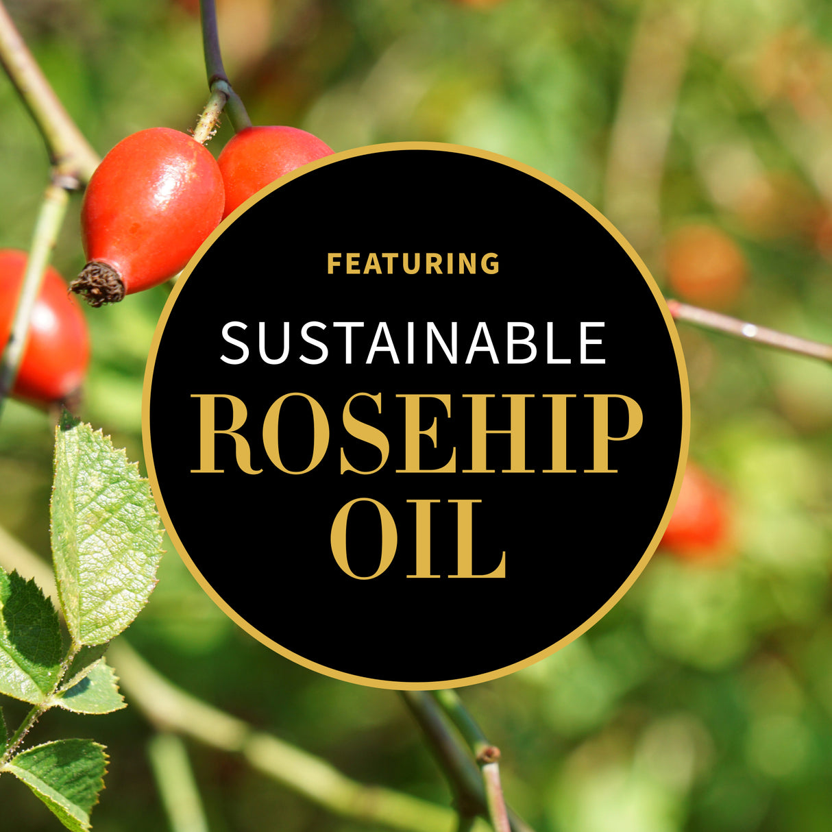 Rosehip oil ingredient graphic Antipodes skincare