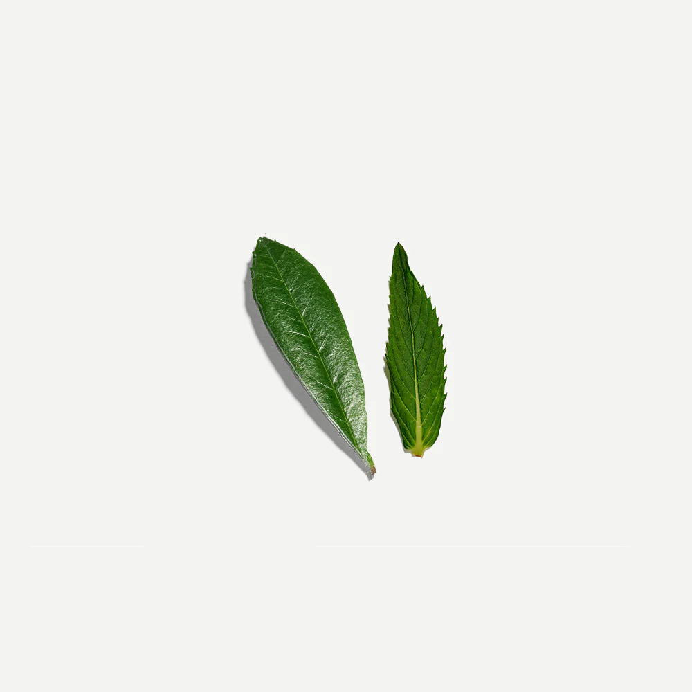 Love Tea Organic Yerba Mate and Mint Tea Loose Leaf 60g