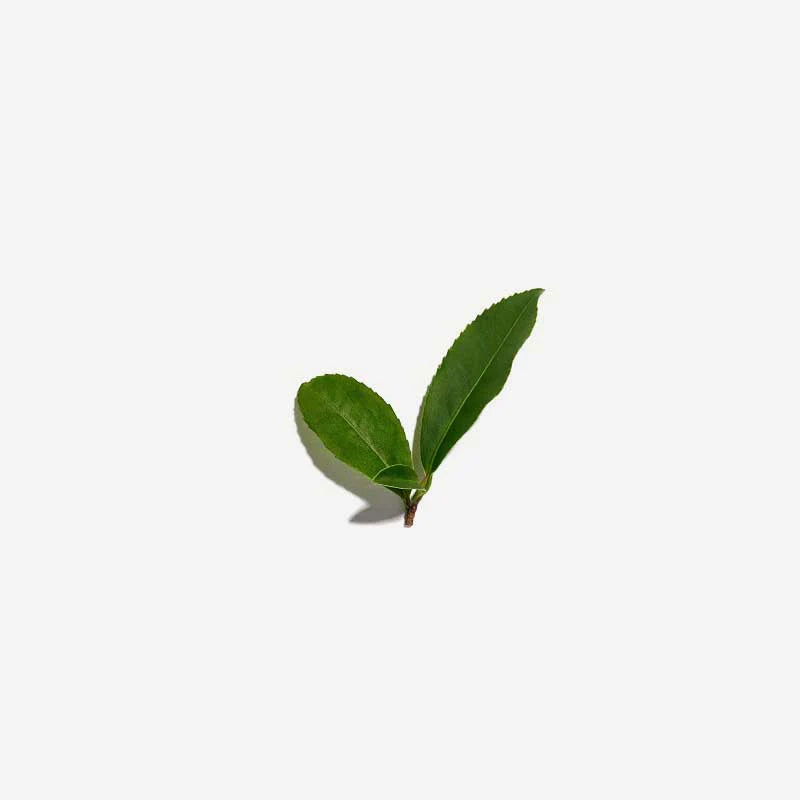 Love Tea Australian Sencha Tea Loose Leaf 100g