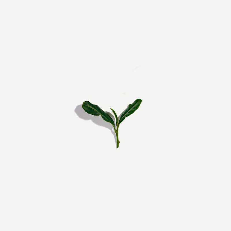 Love Tea Organic White Tea Loose Leaf 50g