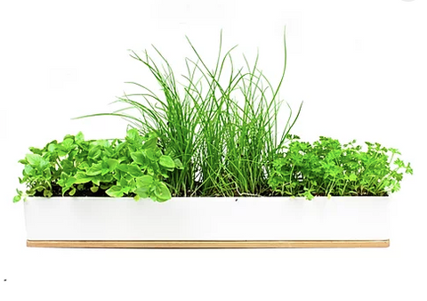 Urban Greens Windowsill Grow Kit Micro-herbs - 45x8x6cm